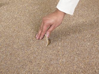 cheap carpet cleaning services