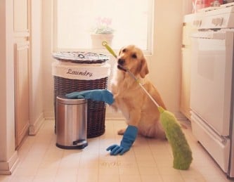 dog cleaner